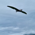 Flying Cloud 